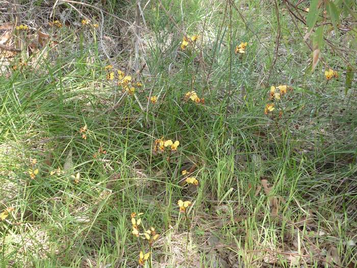 Diuris - wireless_hill_048.JPG